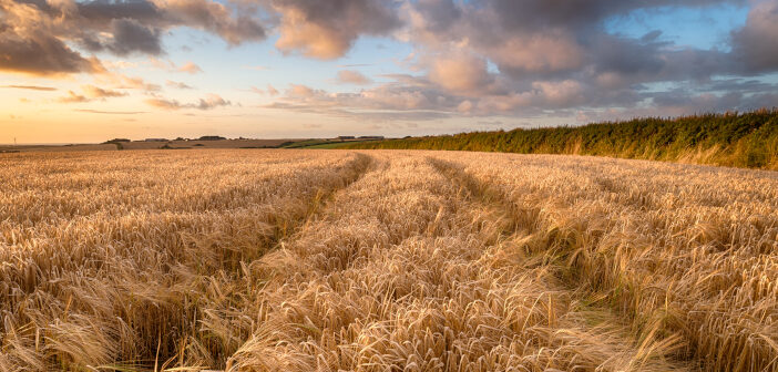 Barley yield and quality enhanced with PGRs