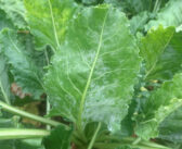 Yield and disease boost from sugar beet biostimulant trials