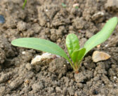 Best practice beet agronomy needed to offset poor pricing