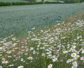 Pressure tells as Defra announces CS extension