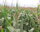 New maize Descriptive Lists aim to simplify variety choices
