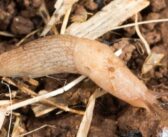 Don’t underestimate slug threat, growers warned