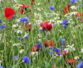 Defra announces SFI 2024 re-open application details