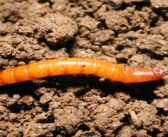 Enigma research unveils the possibility of future wireworm threats