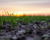 ‘Unique’ bacillus seed treatment launched