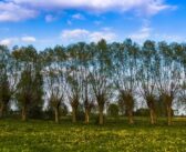 £150m on offer with Capital Grants reintroduction