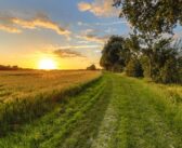 Wheat area recovery up on first forecast