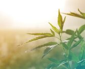 Project to look at UK hemp market