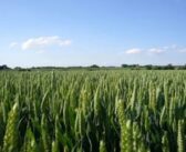 Charity donation for variety decision survey completion