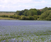 More needed to support English organic production, says OF&G
