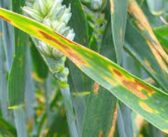 University needs septoria management feedback