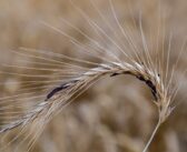 AHDB updates ergot management advice