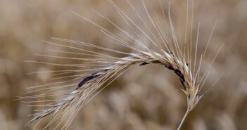 AHDB updates ergot management advice