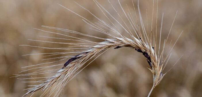AHDB updates ergot management advice