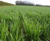 Bamford records highest ever yield in GrainCo continuous wheat trial