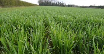 Bamford stands up to septoria pressured season