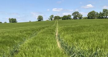 Aleksandra winter barley impresses in Yorkshire