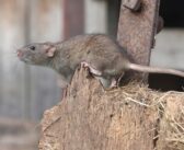 Rodent survey to help tackle resistance