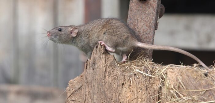 New Neosorexa rodent control launched