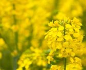 Markets rise as US-China tensions ease