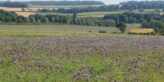 Wild bird mix cover crop