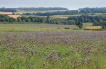 Wild bird mix cover crop