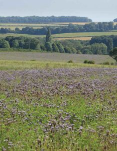 Wild bird mix cover crop