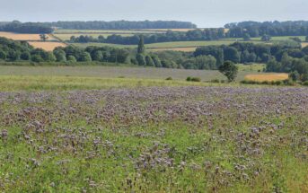 Wild bird mix cover crop