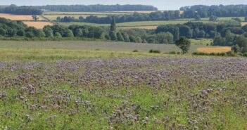 Wild bird mix cover crop