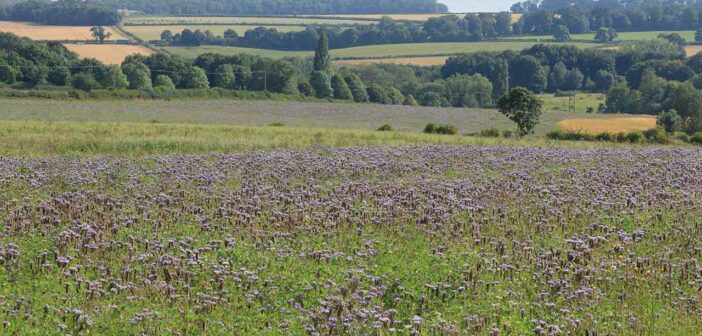 Wild bird mix cover crop