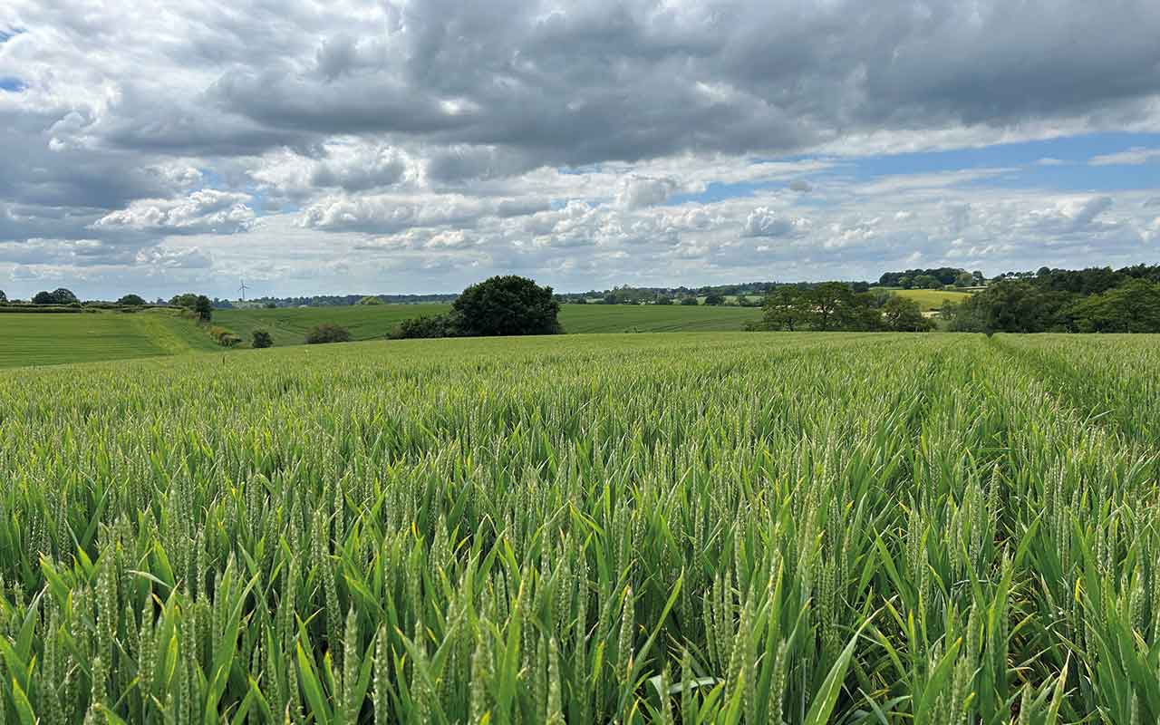 Wheat crop