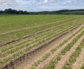 Carrot demonstration event set to be largest yet