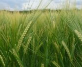 Four new varieties added to Spring Barley Recommended List