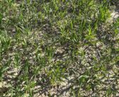 Weather impact revealed in Defra production estimates