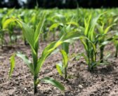 Symbiotic relationship support for stressed maize
