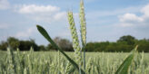 Winter Wheat growing in Lincolnshire