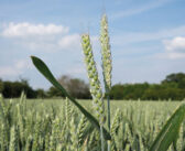 YEN evaluation added to Agronomy Exchange agenda