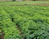 Biologicals help boost seed potato tubers