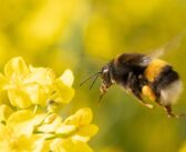 Study shows a pathway for pollinators