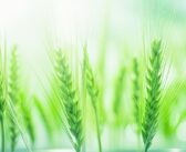 Scientists identify key genes for slug resistant wheat