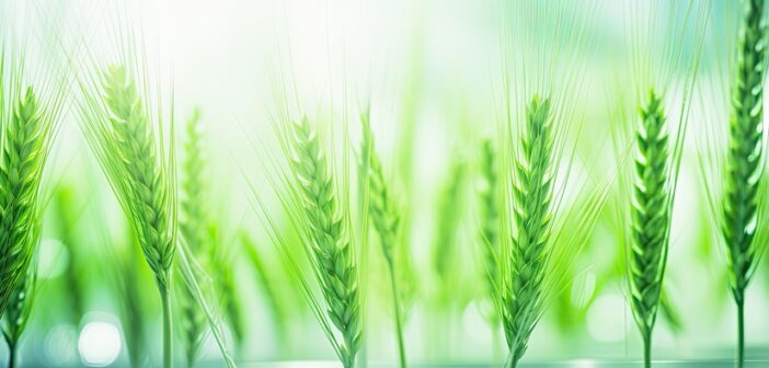 Scientists identify key genes for slug resistant wheat