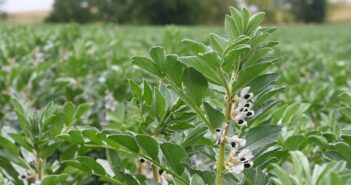 Potential rust risk for beans