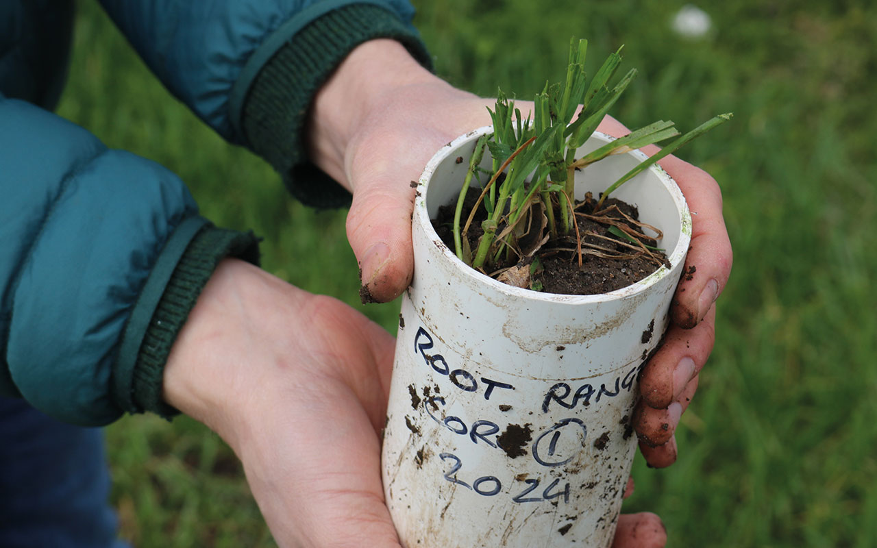 Root sample