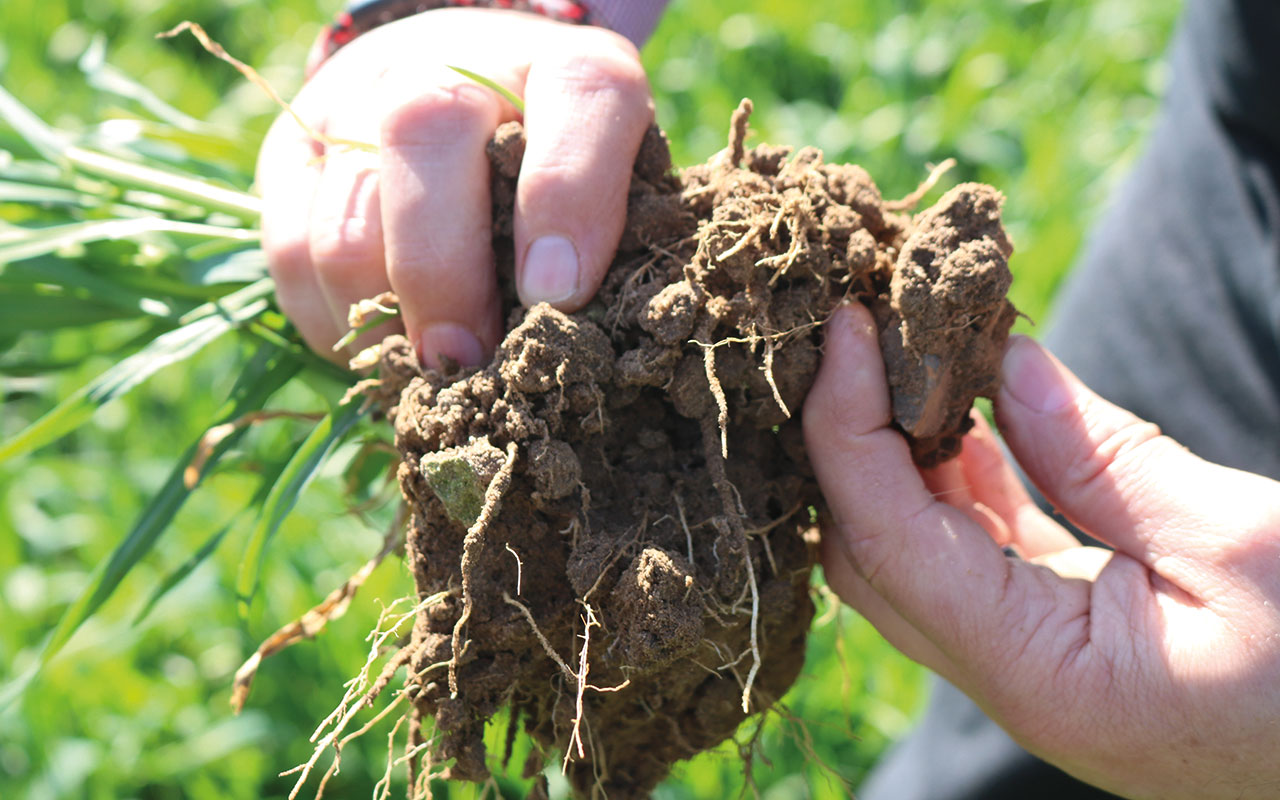 Hand holding roots