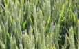 Untreated RGT Goldfinch reveals its strong disease resistance profile