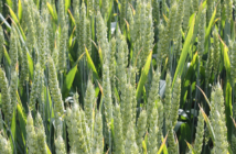 Untreated RGT Goldfinch reveals its strong disease resistance profile