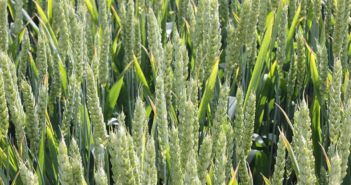 Untreated RGT Goldfinch reveals its strong disease resistance profile