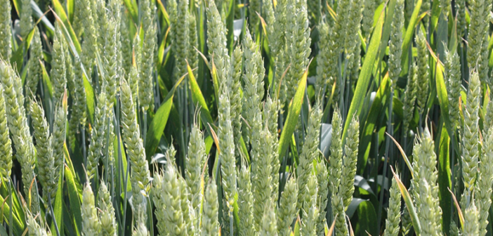 Untreated RGT Goldfinch reveals its strong disease resistance profile
