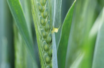 Winter Wheat coming into ear