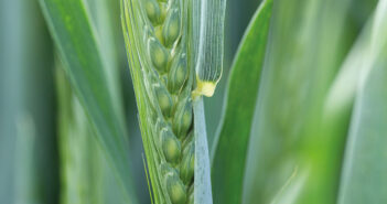 Questions to ask to optimise milling wheat protein Winter Wheat coming into ear